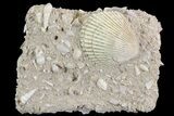 Eocene Fossil Clam (Venericardia) - Damery, France #73828-1